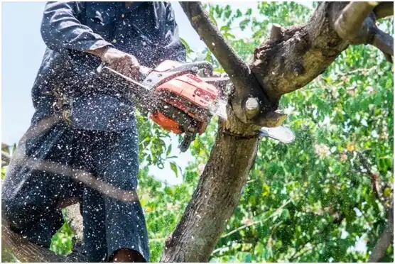 tree services South Sumter